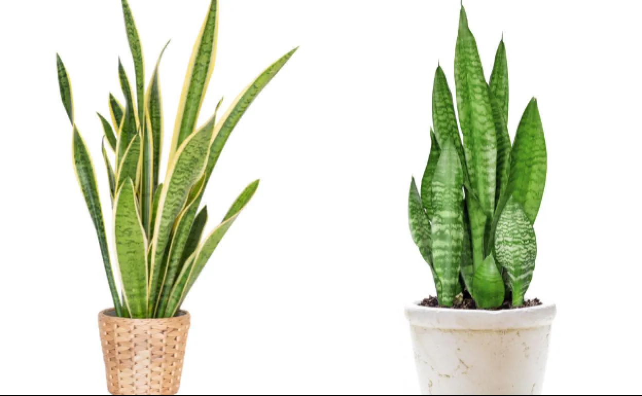 Lengua De Suegra Sansevieria Cuidados Consejos Para Que La Planta Que Purifica El Aire De Tu